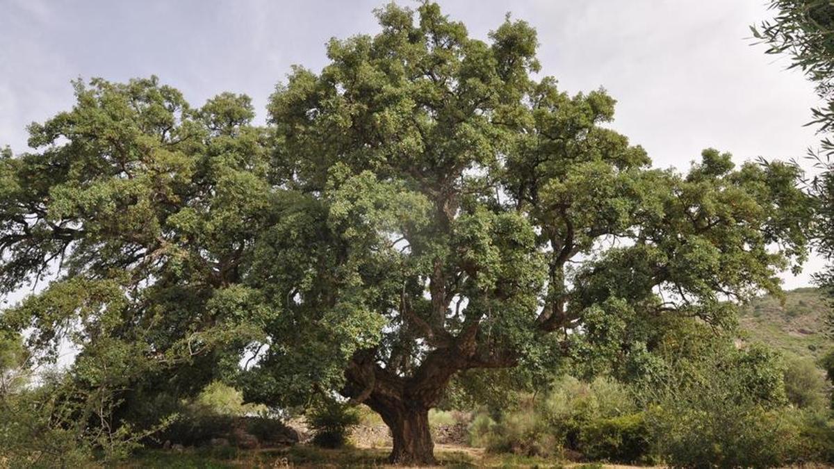 Alcornoque de Los Pajares, árbol singular en Santibáñez el Alto.