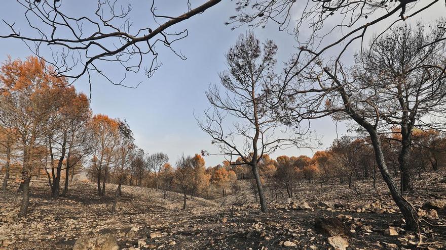 La Diputación incrementa hasta los 6 millones de euros la inversión para prevenir incendios forestales
