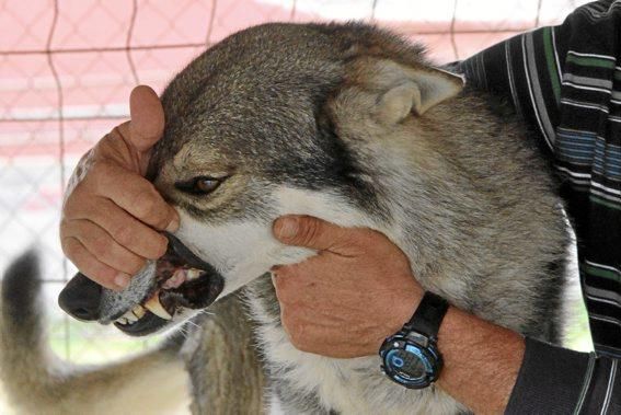Guillermo Novoa züchtet in Inca im Inselinnern von Mallorca Iberische Wolfshunde. Es ist eine Rasse, die es zuvor nicht gab. Seine Hündin hat gerade zehn Welpen geworfen.