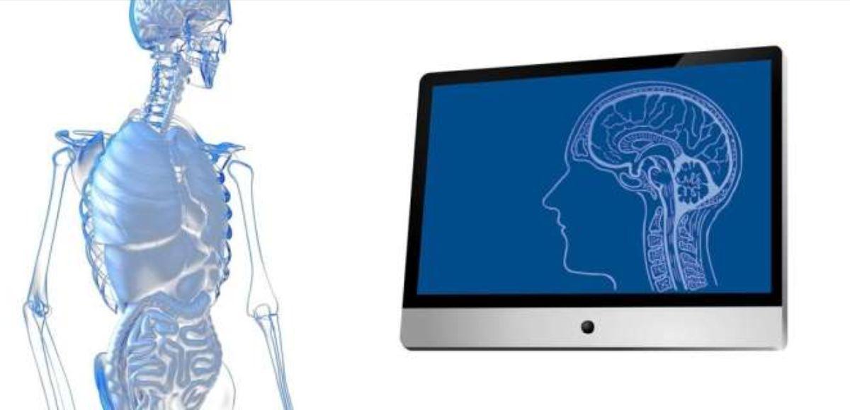 Restablecer la señal vagal desde el intestino revierte el deterioro cognitivo.