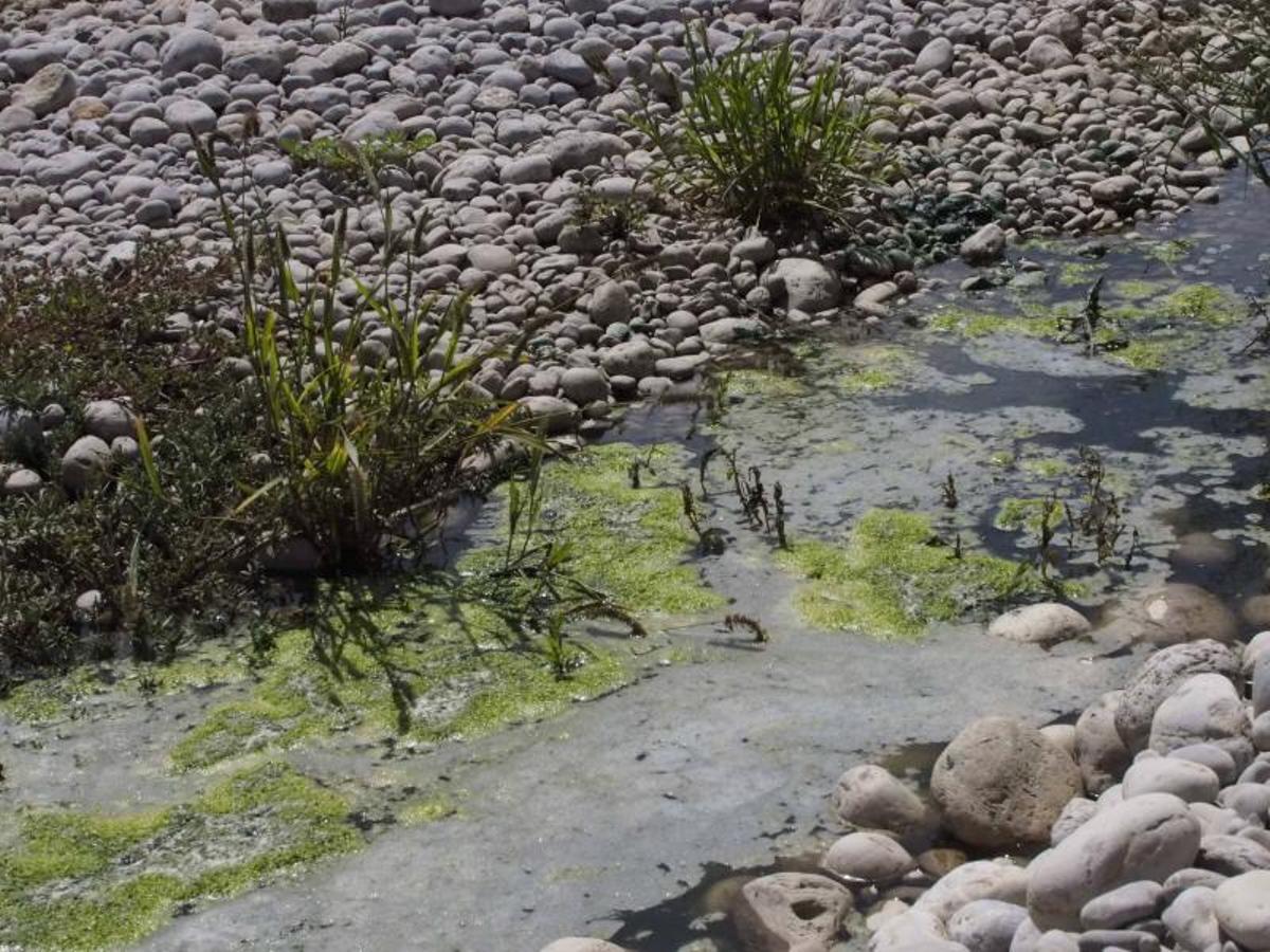 Vertidos de aguas fecales en el Parque Natural de ses Salines
