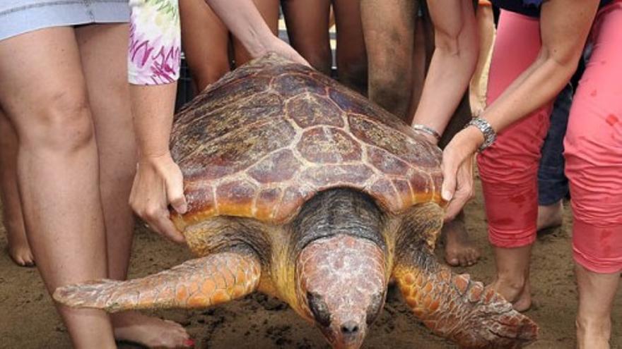 Suelta de tortugas en la Playa de las Canteras
