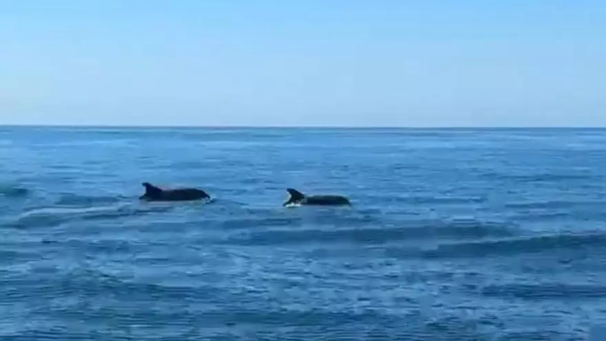 Un grupo de delfines sorprende con su paso junto a la isla de Tabarca