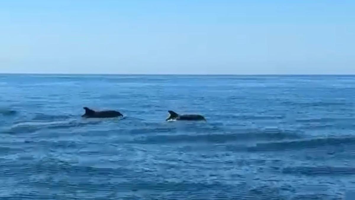 Un grupo de delfines sorprende con su paso junto a la isla de Tabarca