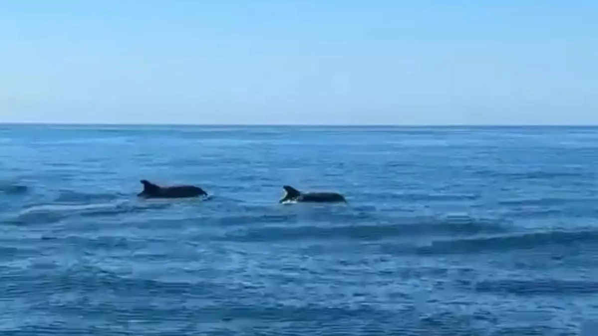Un grupo de delfines sorprende con su paso junto a la isla de Tabarca