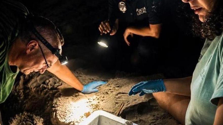 Hallada en La Manga del Mar Menor la primera anidación de tortuga boba de este año en la Región con 75 huevos