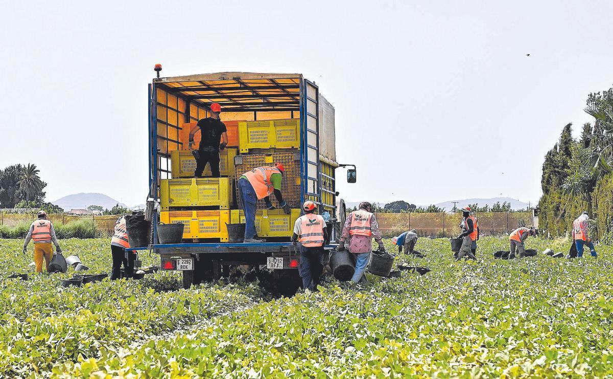 Un grupo de jornaleros recolectan melón en una plantación del Campo de Cartagena