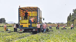 Un grupo de jornaleros recolectan melón en una plantación del Campo de Cartagena