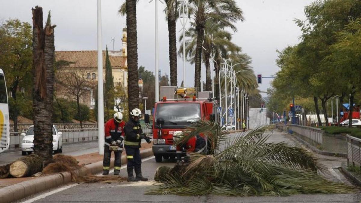 Imagen de archivo de una actuación de los bomberos en la avenida Agrupación Córdoba tras caerse una palmera.