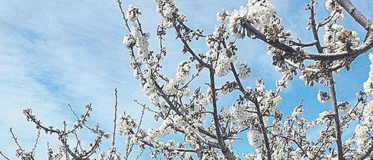 Cerezos en Jumilla.