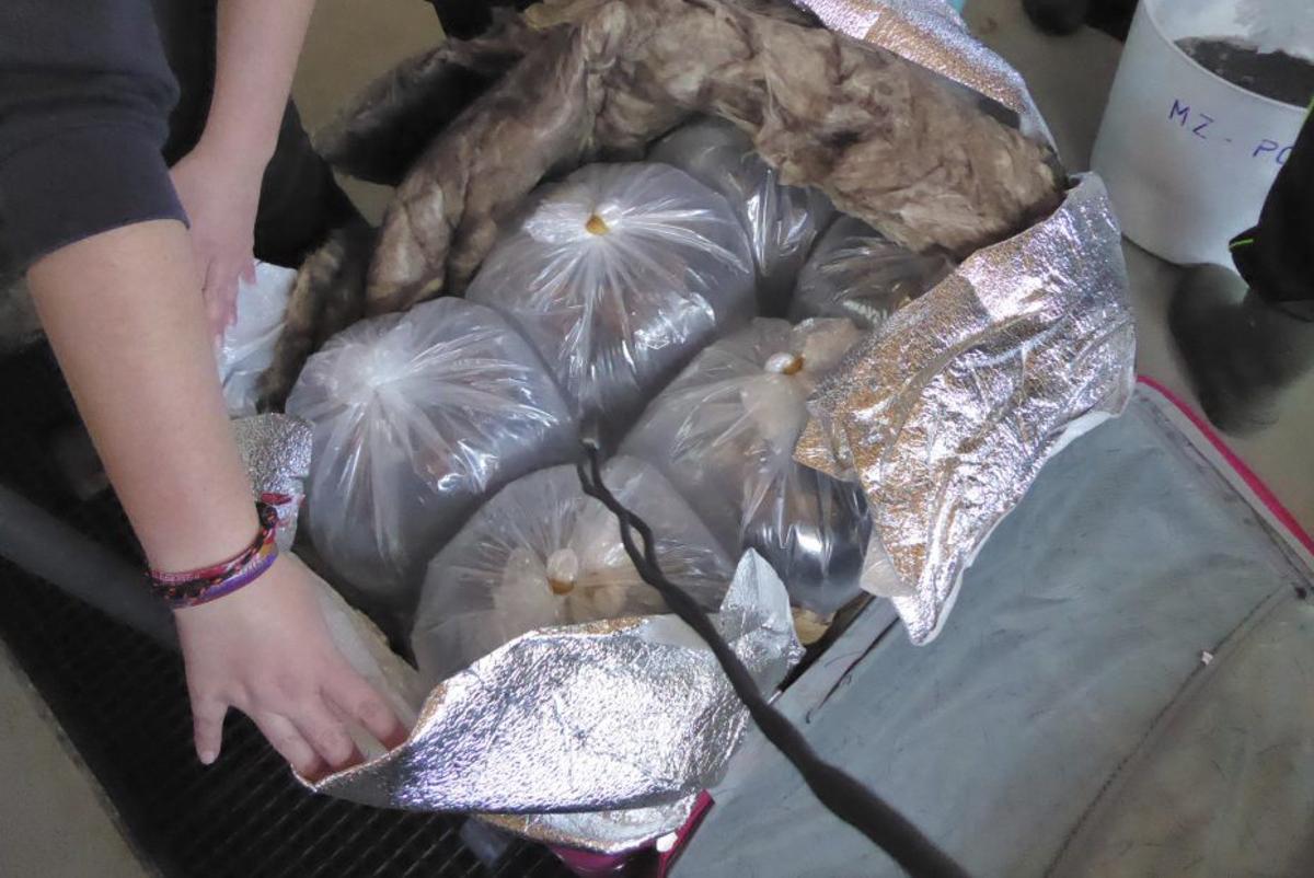 Bolsas repletas de angula en una maleta incautada por la Guardia Civil.