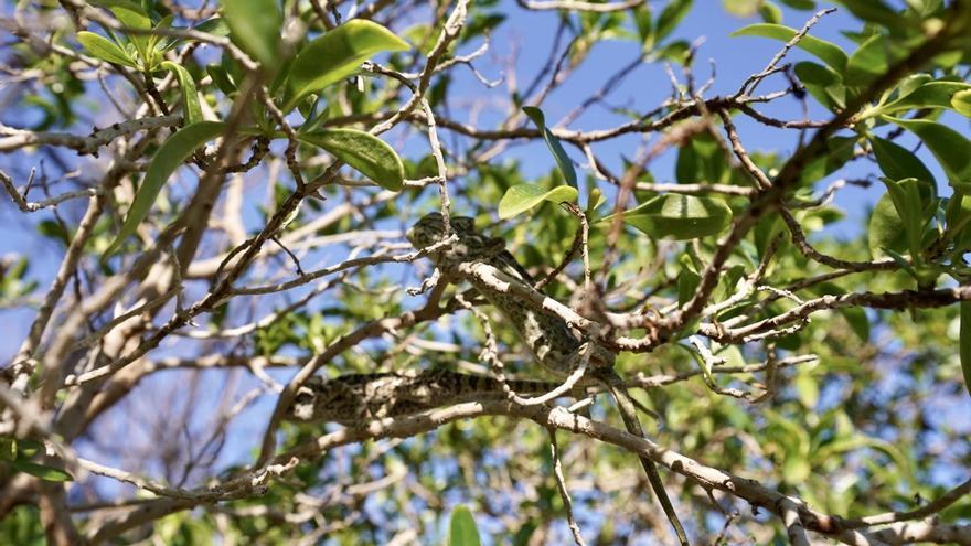 Reintroducen a 14 ejemplares de camaleones en Málaga