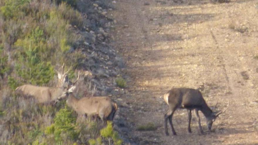 Tres ciervos en las inmediaciones de un cortafuegos en la sierra de la Culebra.