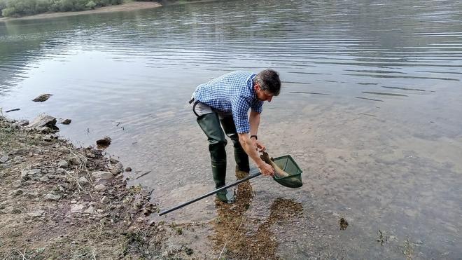 Repoblación con trucha autóctona del embalse de los Alfilorios