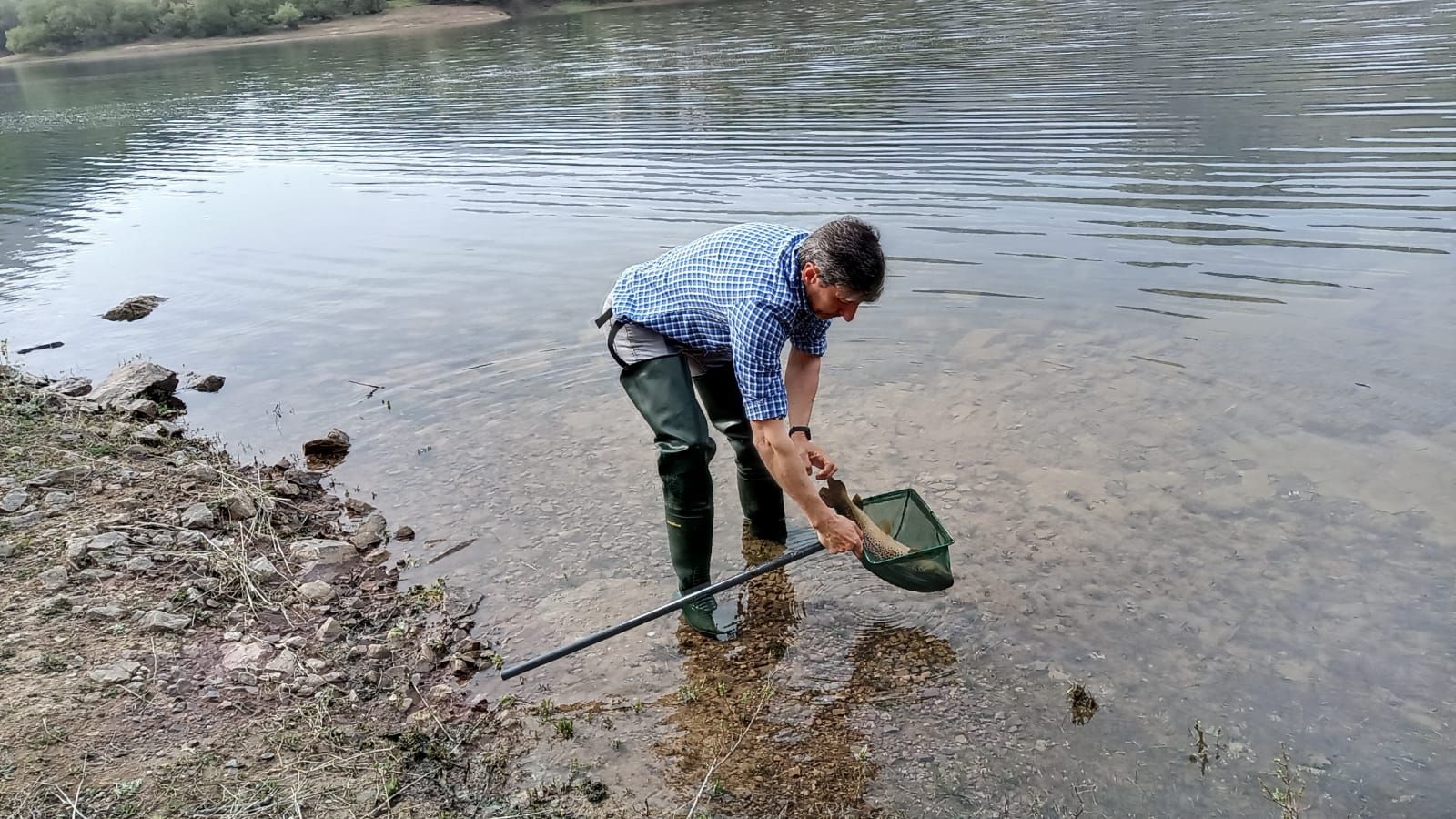 Ignacio fernandez cerra repoblando con truchas el embalse de los Alfilorios.jpg