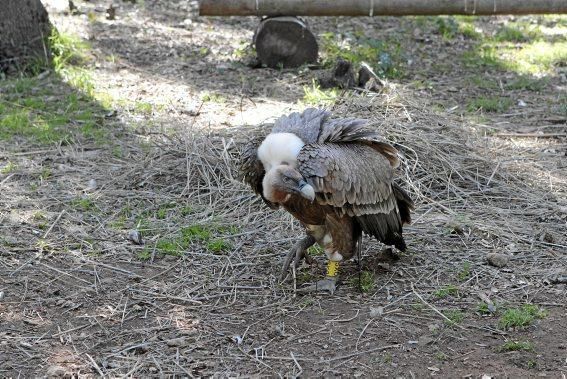 Der Bestand der Tiere ist zwar gesichert, aber die Stiftung, die sie betreut, sucht deutschsprachige Helfer.