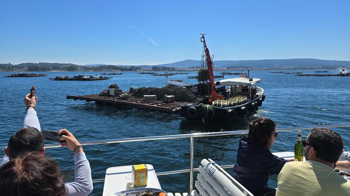 La "ría del mejillón" también cultiva almeja y ostra en batea