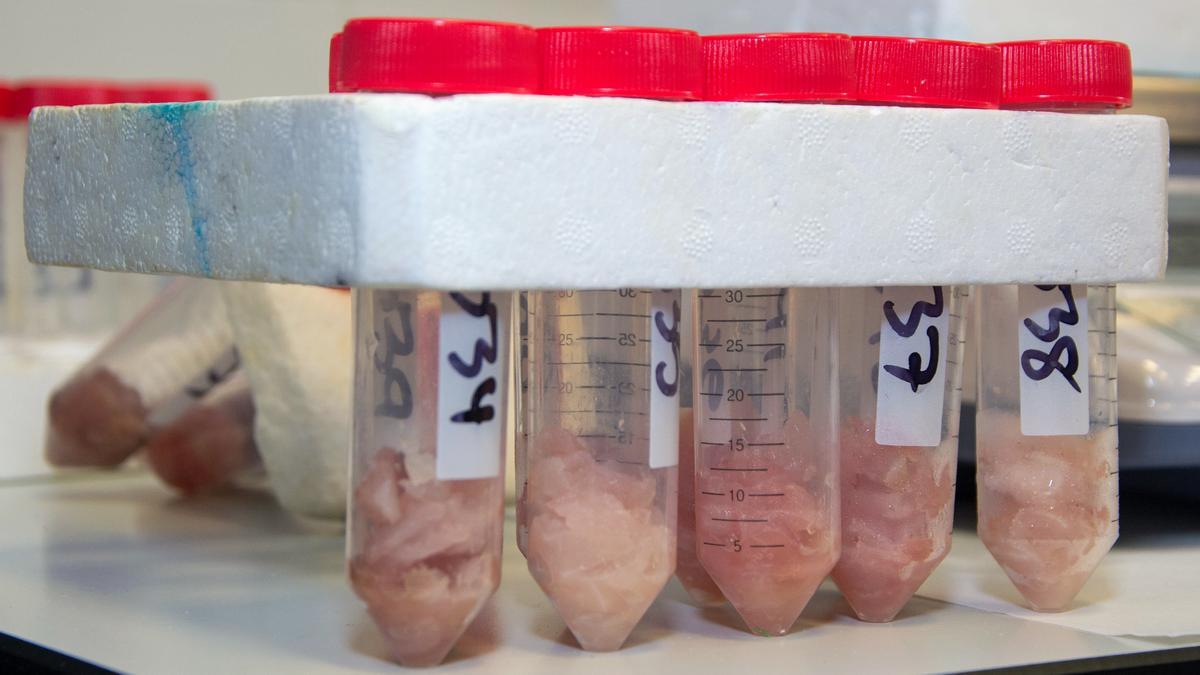 Botes de análisis de pescado realizados en el Instituto Universitario de Salud Animal de la ULPGC