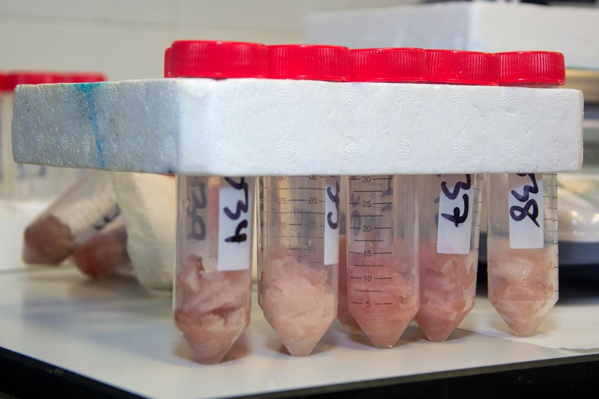 Botes de análisis de pescado realizados en el Instituto Universitario de Salud Animal de la ULPGC
