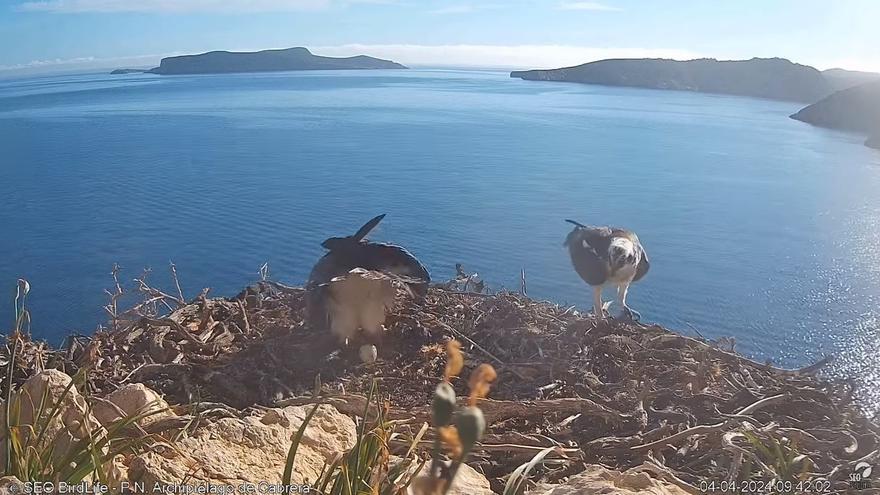 VÍDEO: Así ha puesto su primer huevo el águila pescadora del Parque Nacional de Cabrera