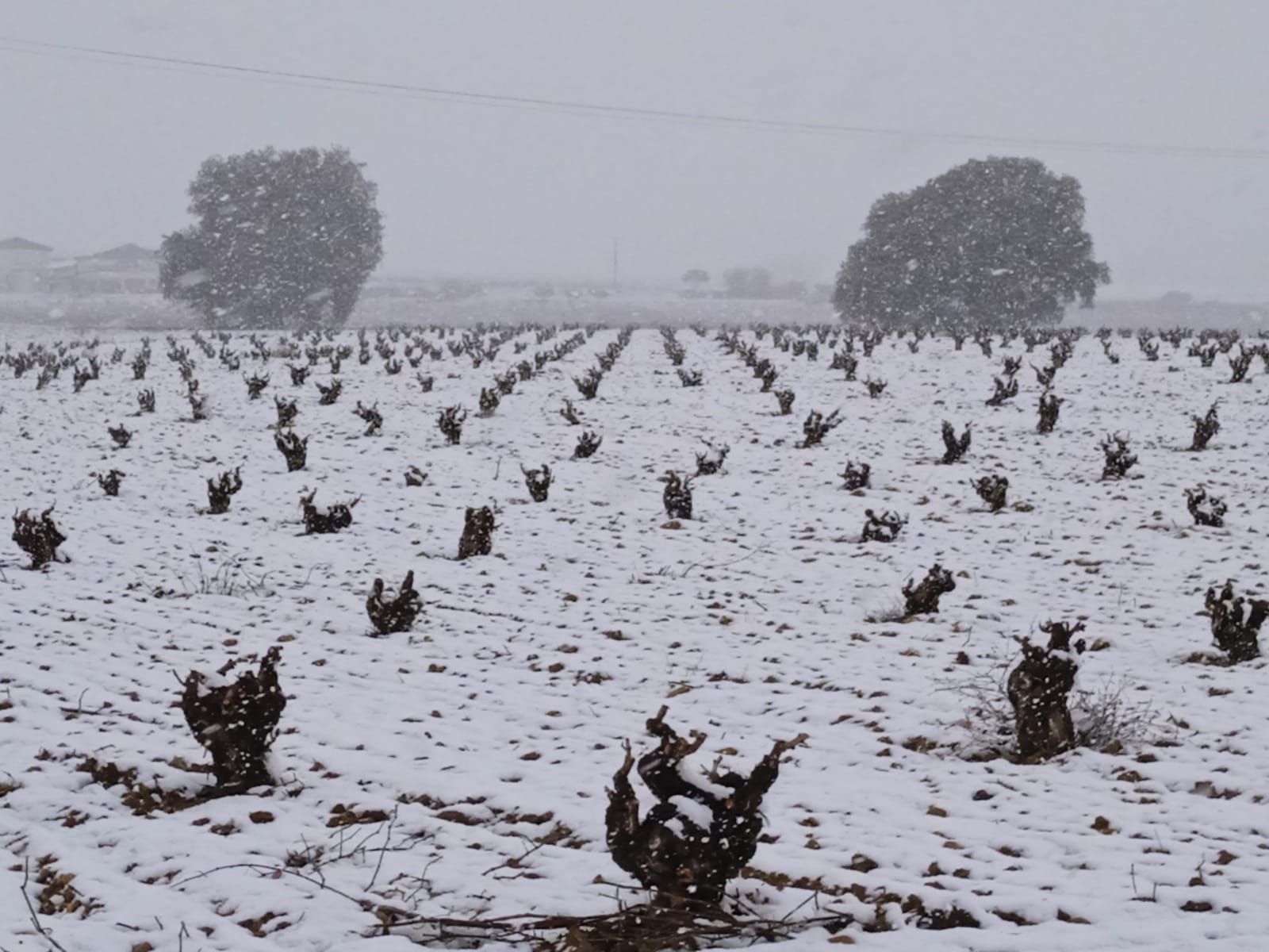 GALERÍA | Nieve sobre la flor del almendro en Zamora