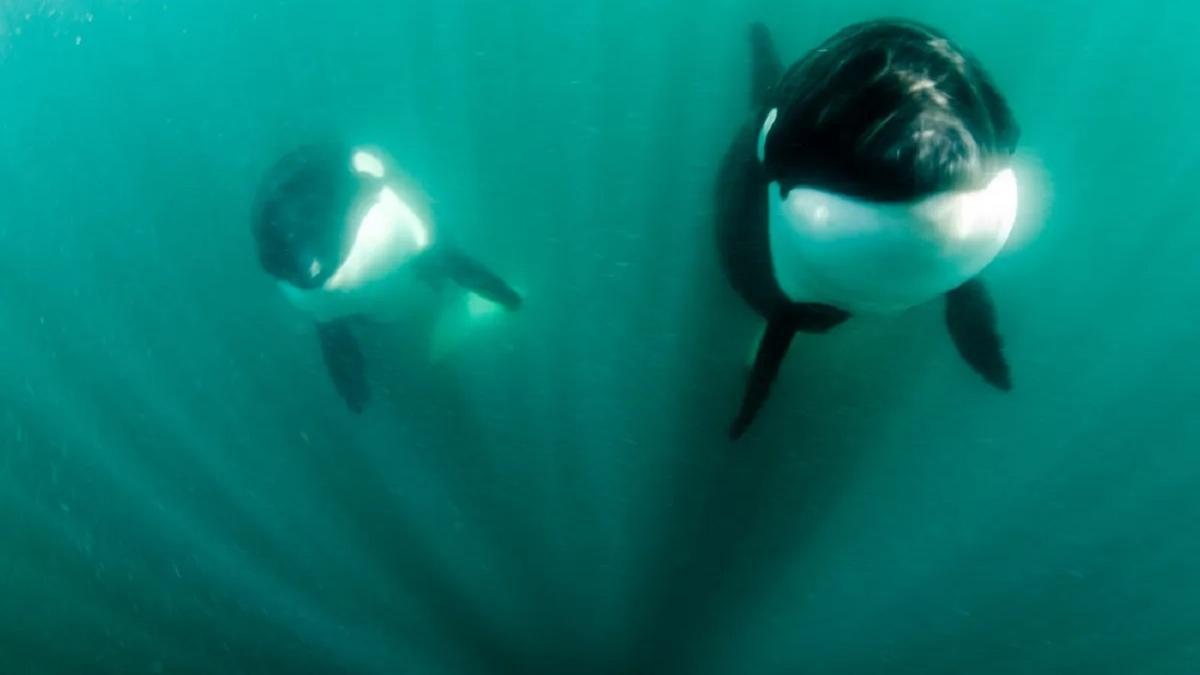 Dos orcas matan a 20 tiburones en un solo día en Sudáfrica