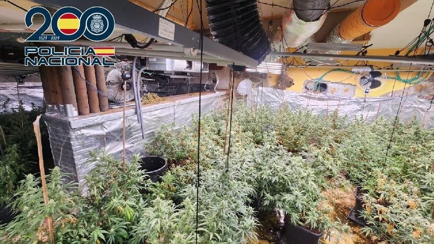 Incautan 320 plantas de cannabis en un inmueble de Coín y detienen a tres personas