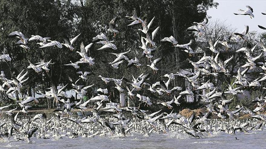 Protecció per a les aus migratòries