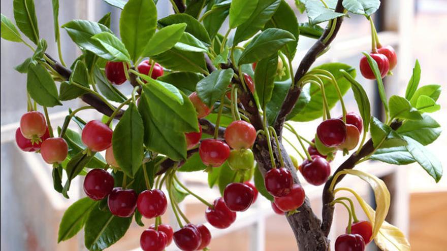 Cinco árboles frutales que puedes plantar en casa - La Opinión de Málaga