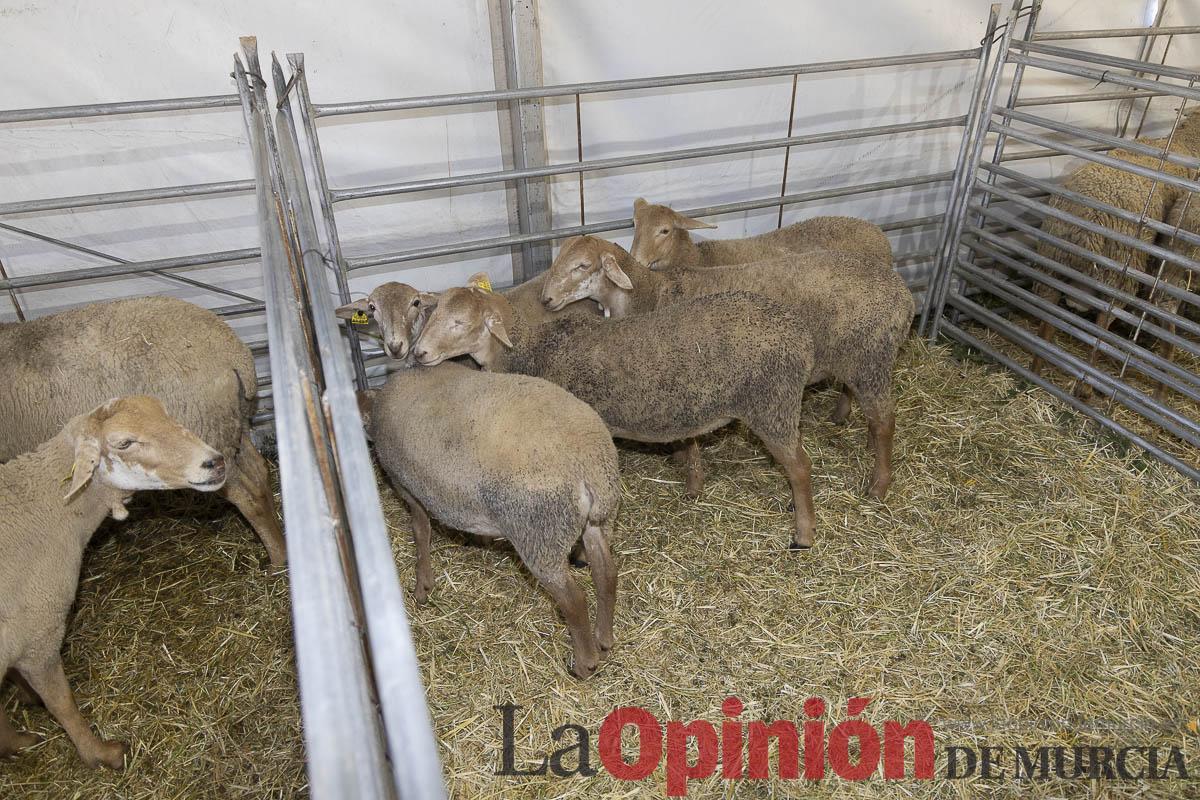 Así se ha vivido la IX Feria del Cordero Segureño celebraba en la pedanía caravaqueña de Archivel