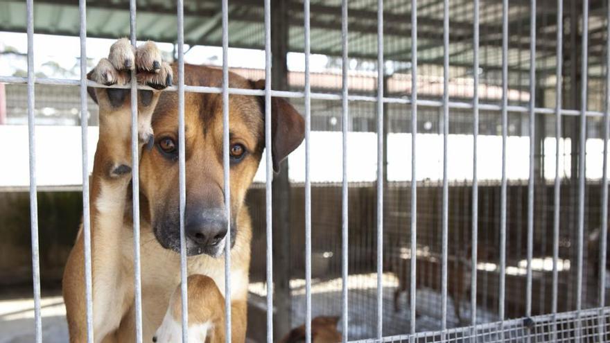 Un perro del albergue de Serín