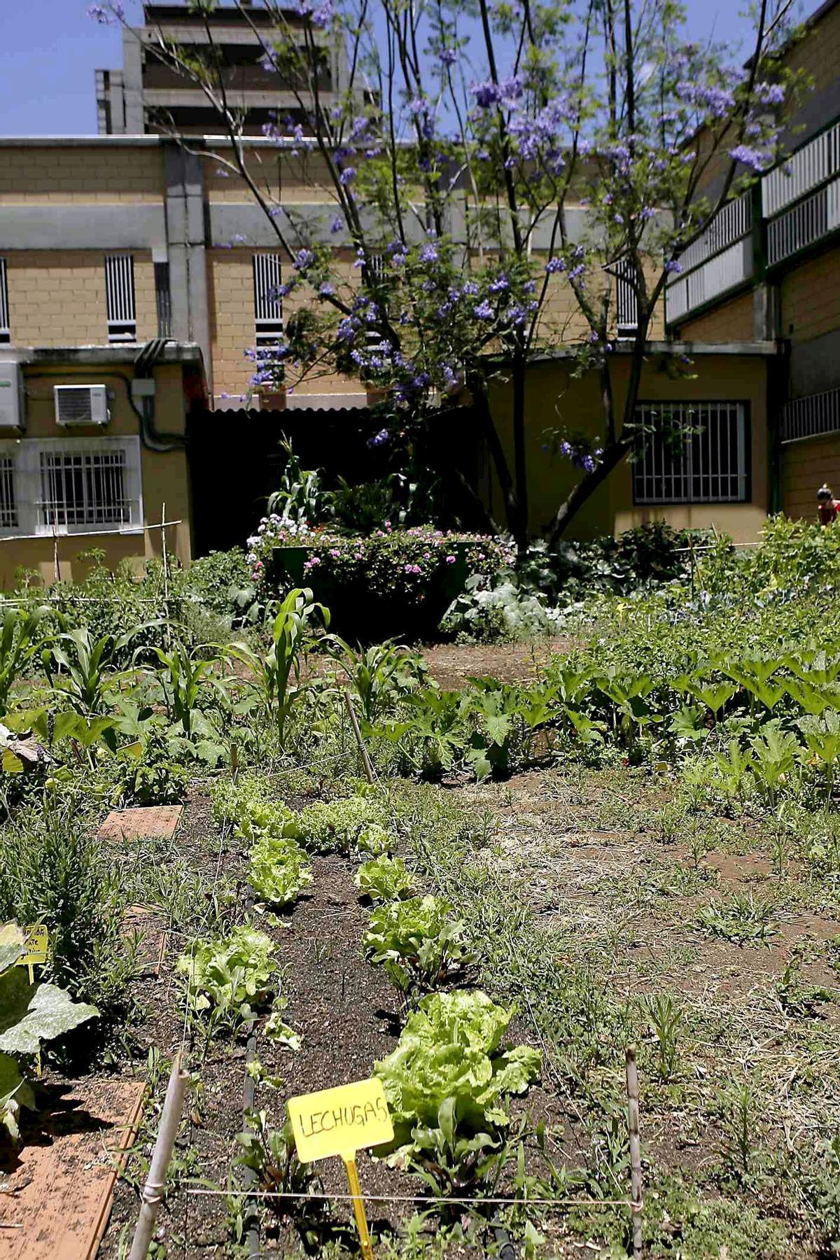 Un huerto urbano en Madrid.