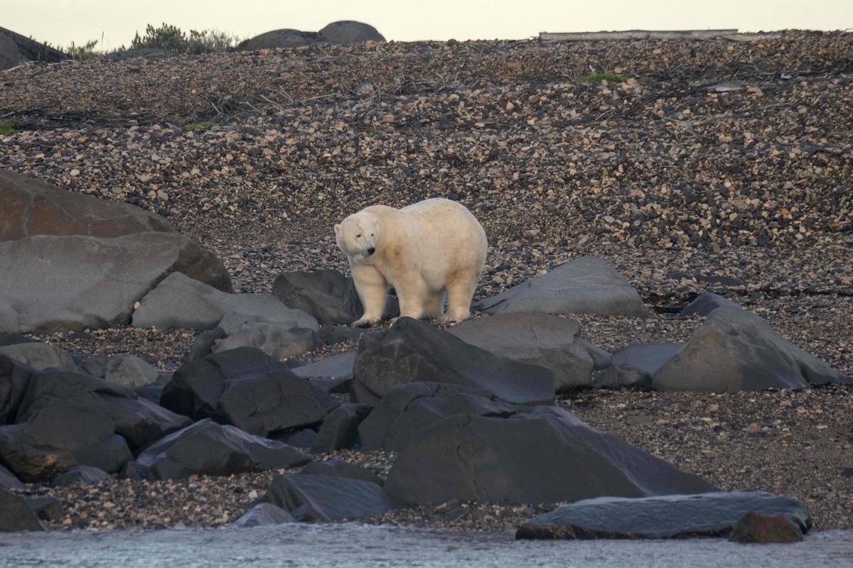 Así viven los osos polares en Hudson Bay, cerca de Churchill (Canadá).