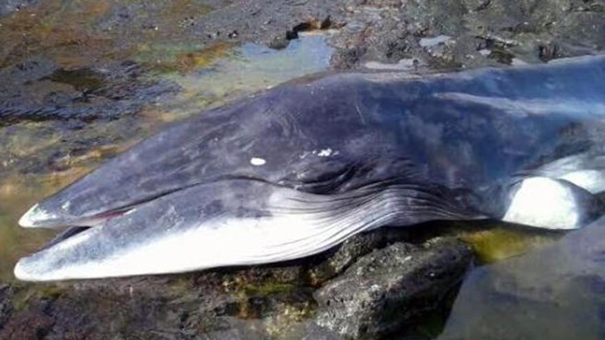 Aparece muerta una cría de ballena en La Graciosa