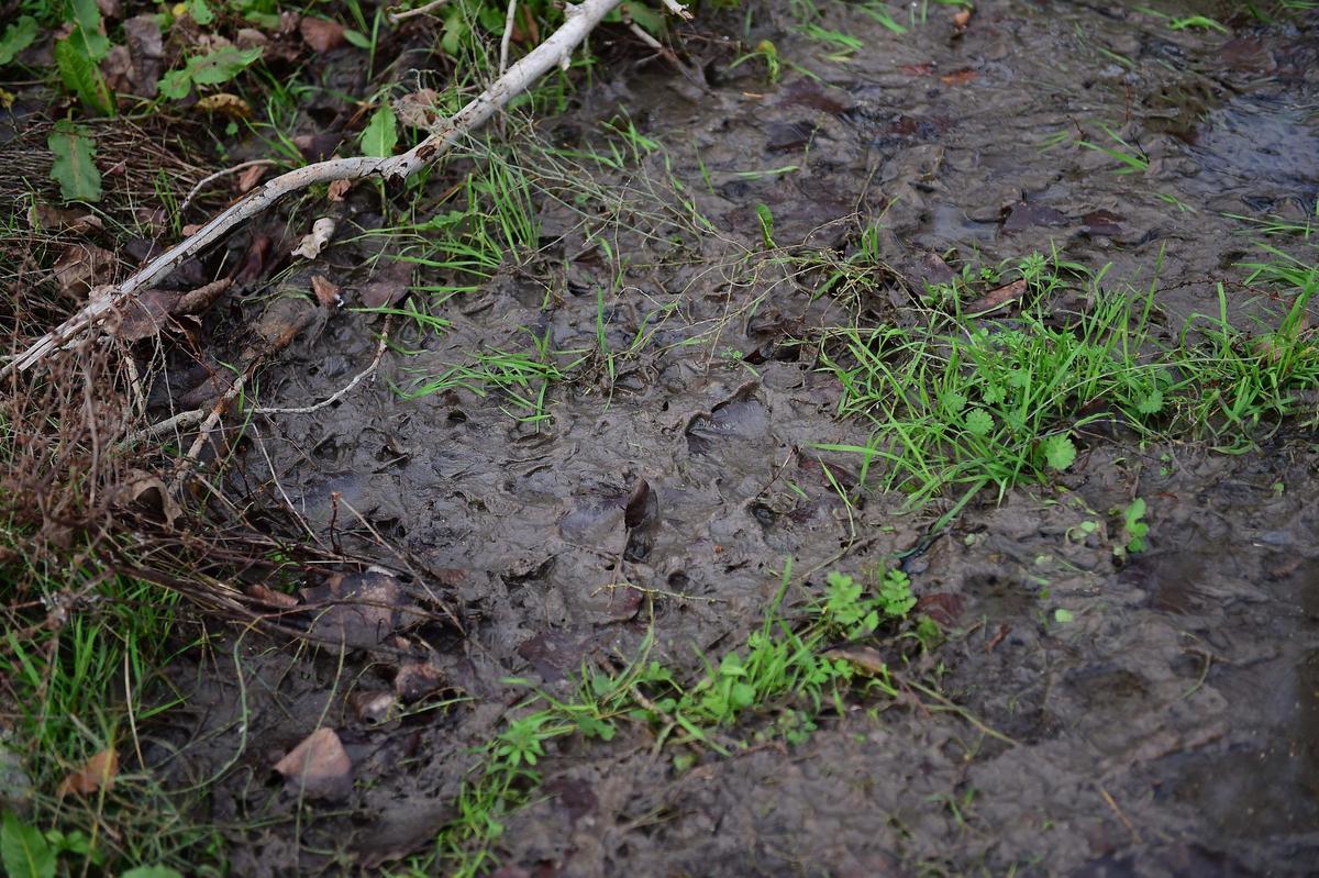 FOTOGALERÍA | Aguas fecales en uno de los paseos del río de Plasencia
