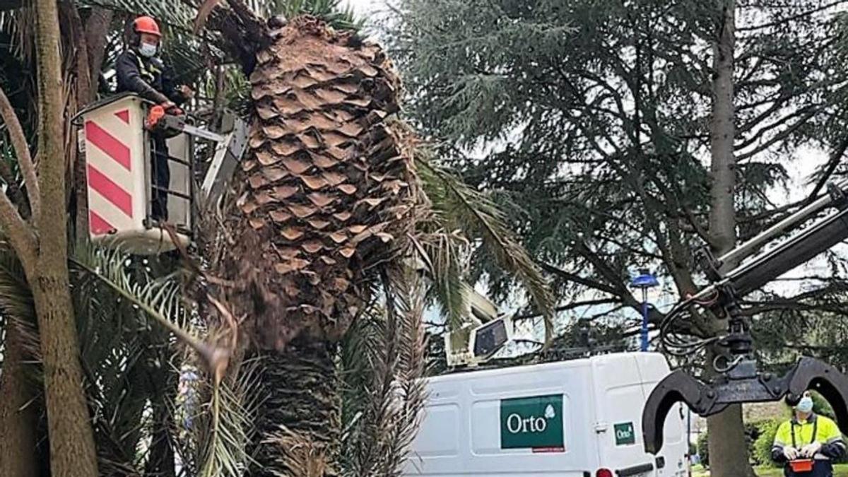 Tala de la palmera en Fonteculler.   | // L.O.