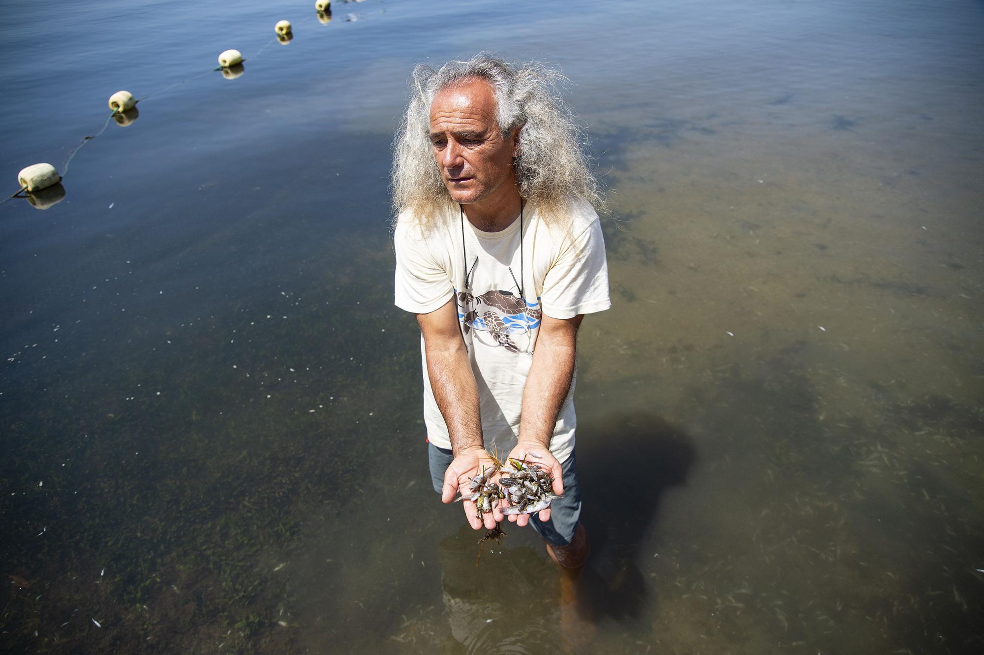 Peces muertos en la playa de la Isla, en La Manga