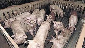 Una granja de cerdos.