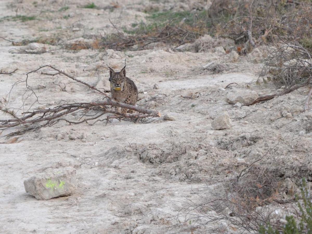 Uno de los ejemplares de lince ibérico en Zaragoza.