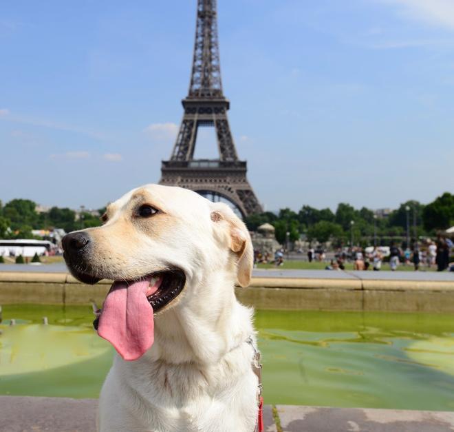 París, perros