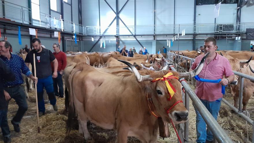 El concurso de ganado de las fiestas de La Pontona, en Laviana