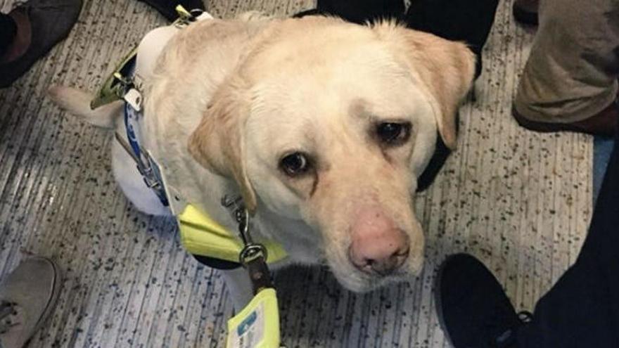 Un ciego y su perro guía, humillados en el metro por el egoísmo de los pasajeros