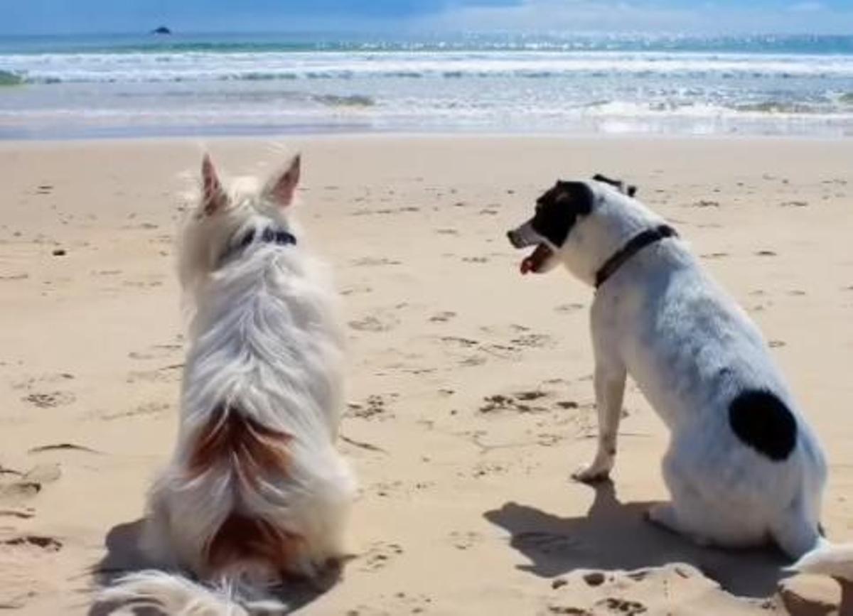 A modificación permitiría baixar máis tempo aos areais coas mascotas.