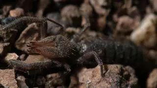 Descubren una nueva especie de araña camello en Andalucía