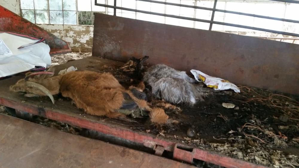 Muerte de 41 animales en Barbadás