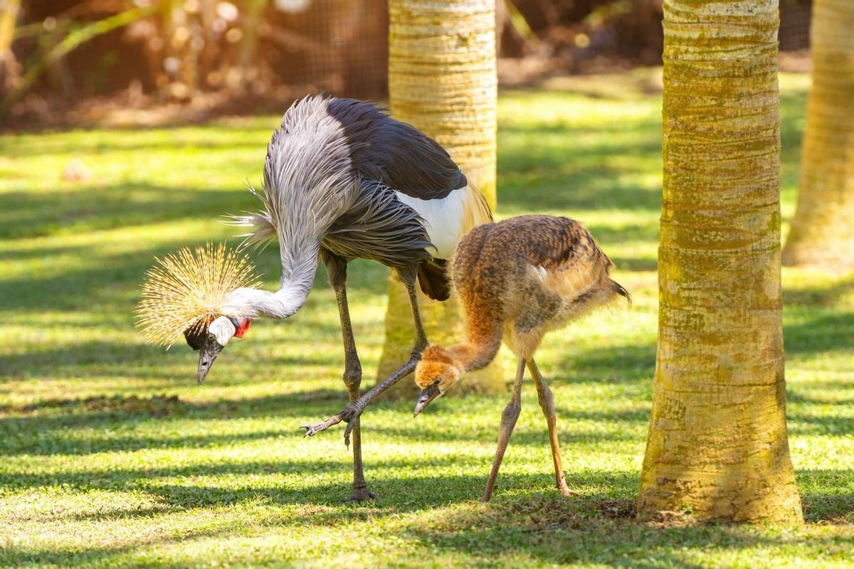Una de las grullas del Loro Parque