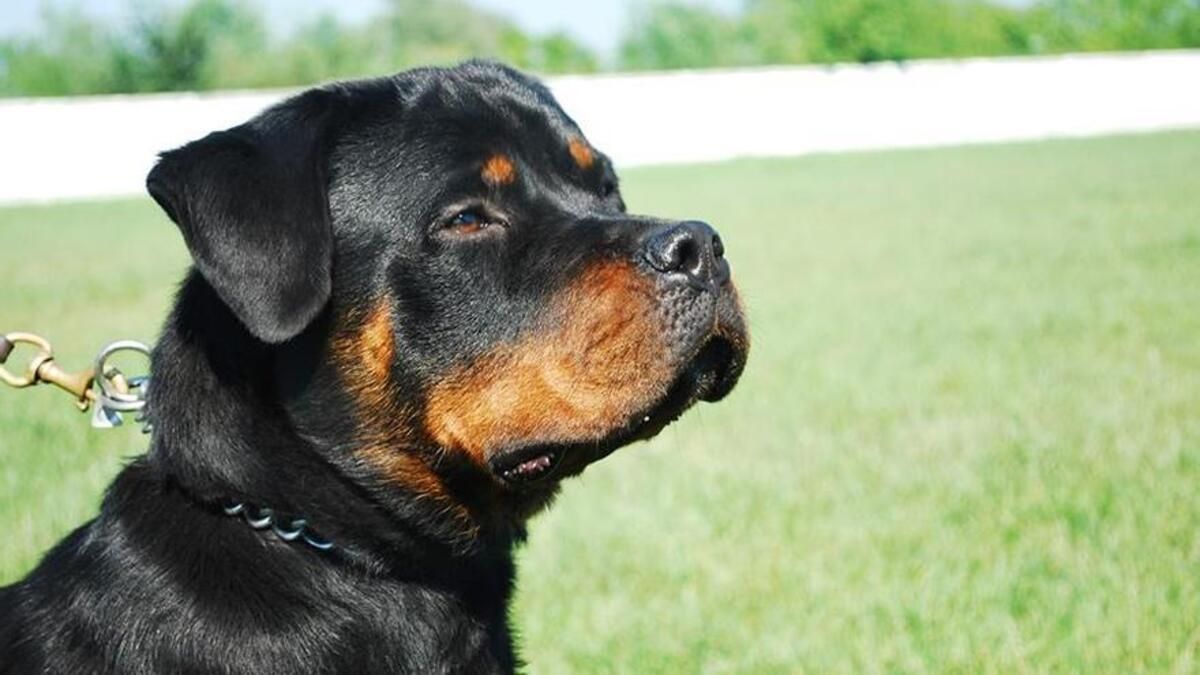 Rottweiler.