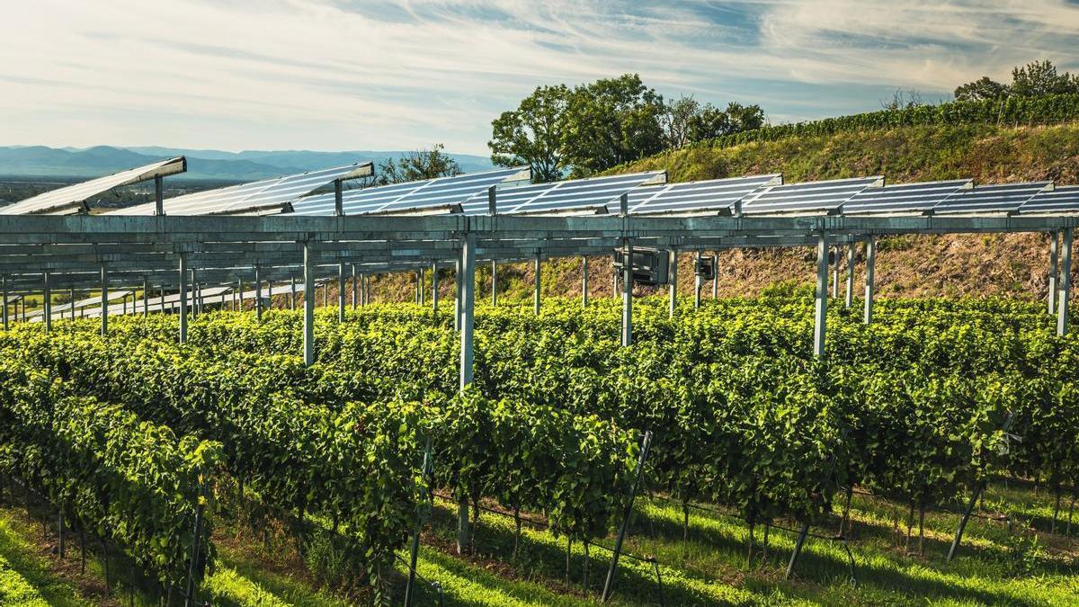 Imatge d’una instal·lació agrivoltaica en un camp de cultius
