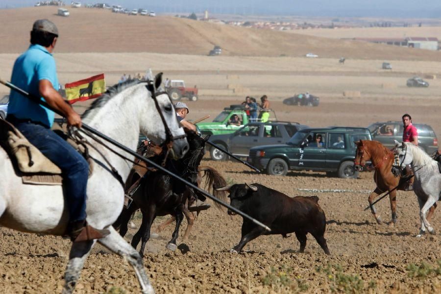 Encierro campero en Moraleja del Vino