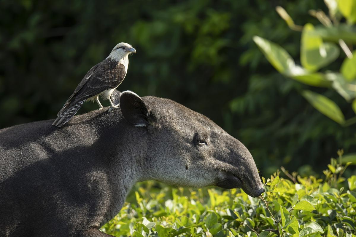 Tapir de Baird y caracara en el Parque Nacional Corcovado.